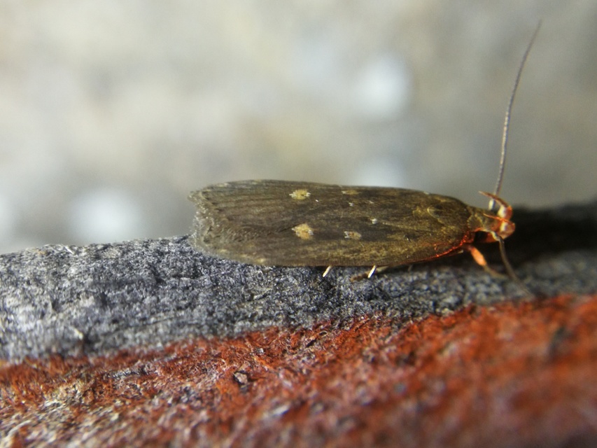Helcystogramma triannulella - szuláksodró lápimoly