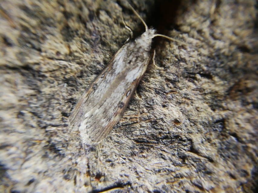 Lamoria