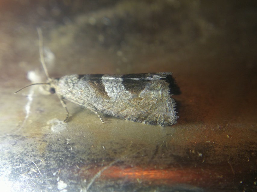 Epiblema junctana - turjáni tükrösmoly