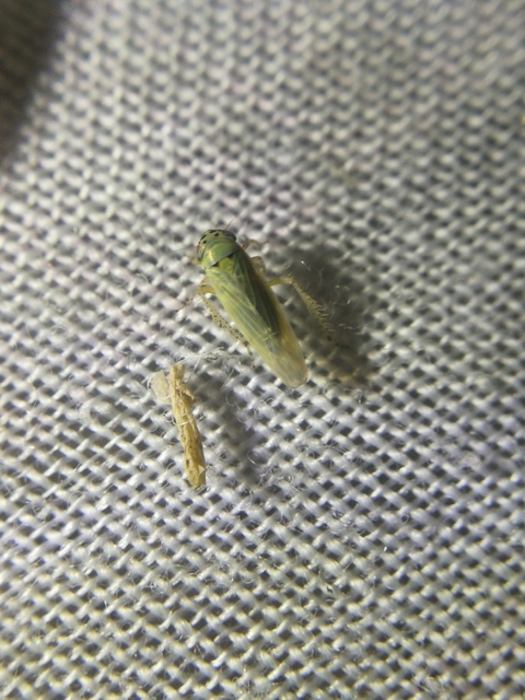 Macrosteles