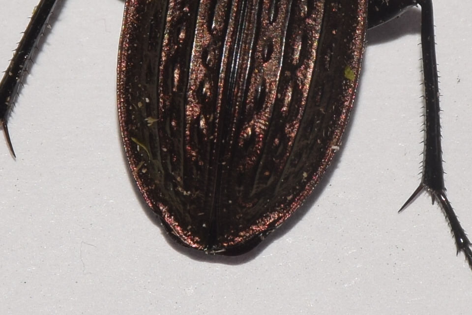 Carabus ulrichii - rezes futrinka