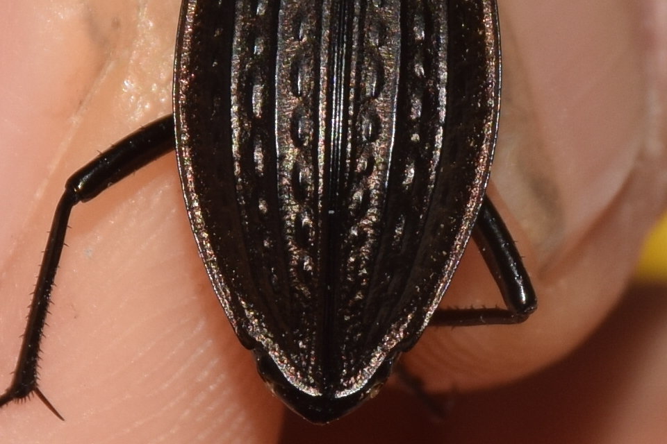 Carabus cancellatus - ragyás futrinka
