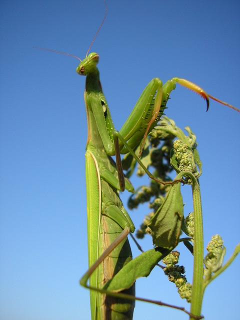 Mantis religiosa - imádkozósáska