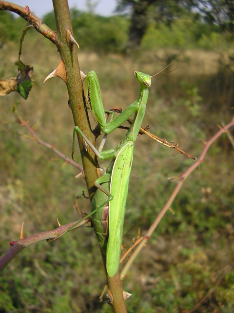 Mantis religiosa - imádkozósáska