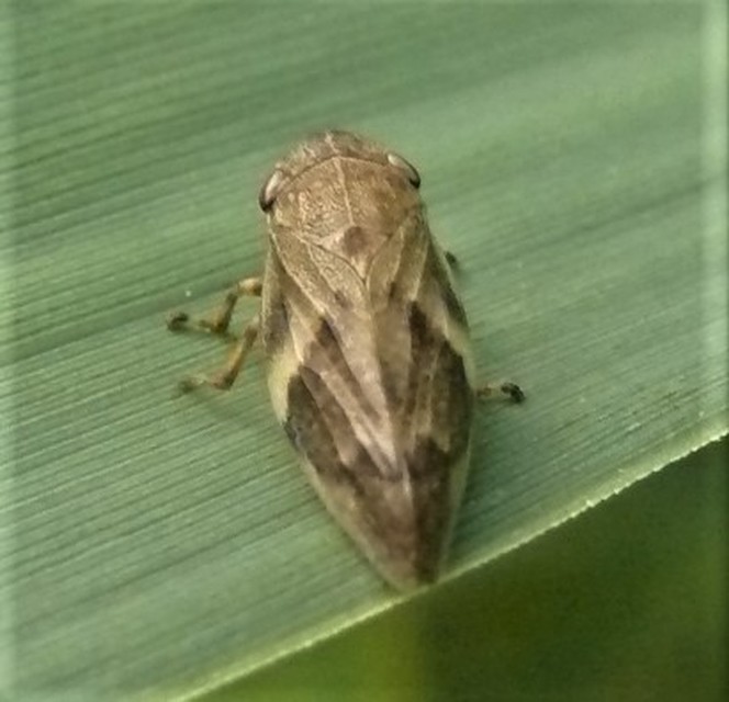 Aphrophora alni