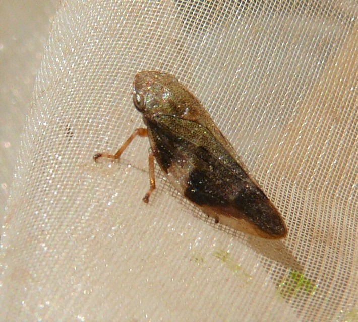 Aphrophora alni