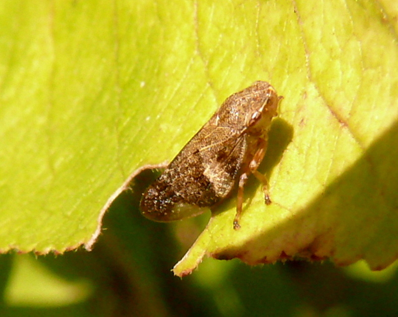 Aphrophora alni