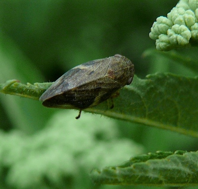 Aphrophora alni