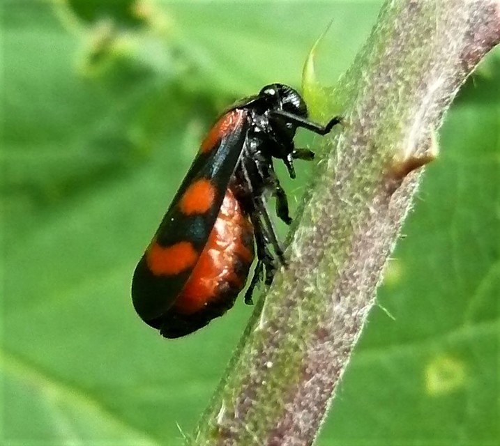 Cercopis