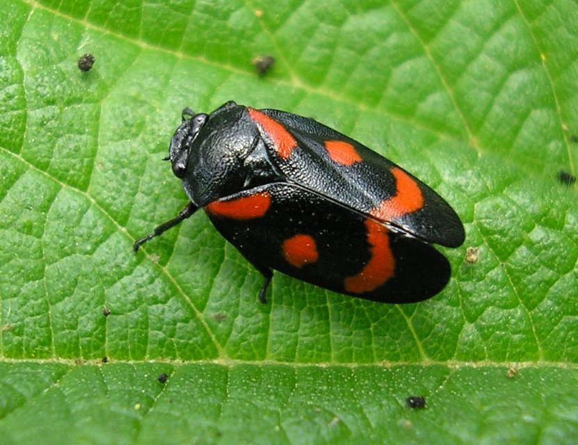 Cercopis