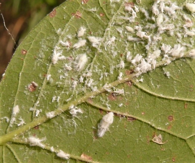Metcalfa pruinosa - amerikai lepkekabóca