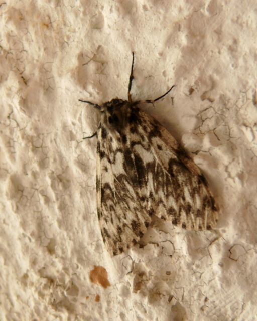 Lymantria monacha - apácalepke
