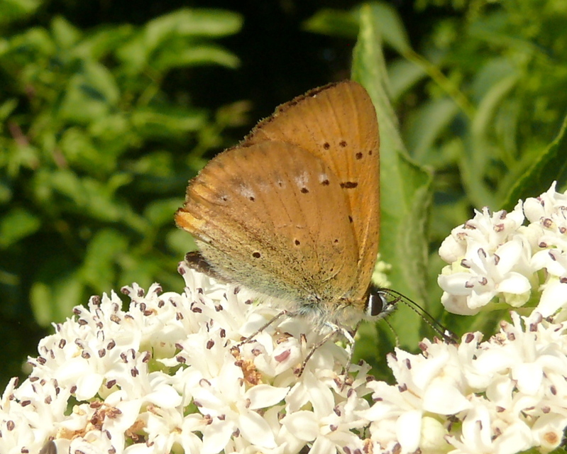 Lycaena virgaureae - arany-tűzlepke