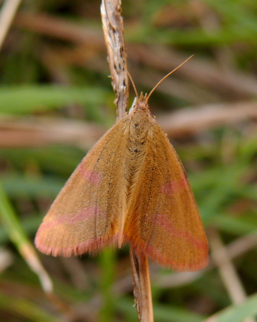 Lythria purpuraria - bíborsávos araszoló