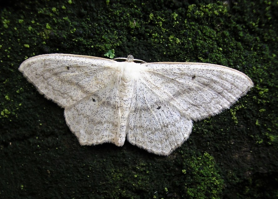 Scopula nigropunctata - feketepettyes araszoló
