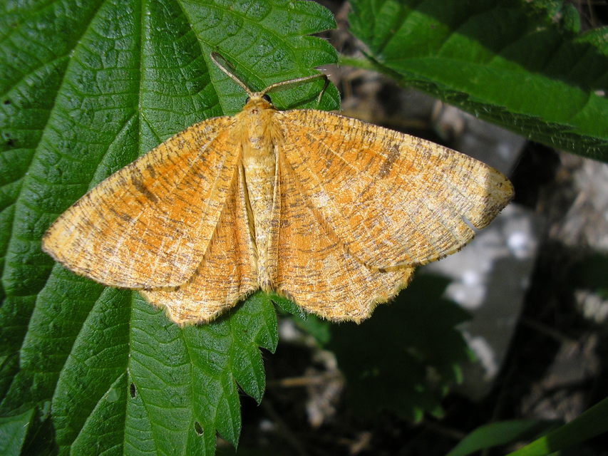 Angerona prunaria - sárga kökényaraszoló