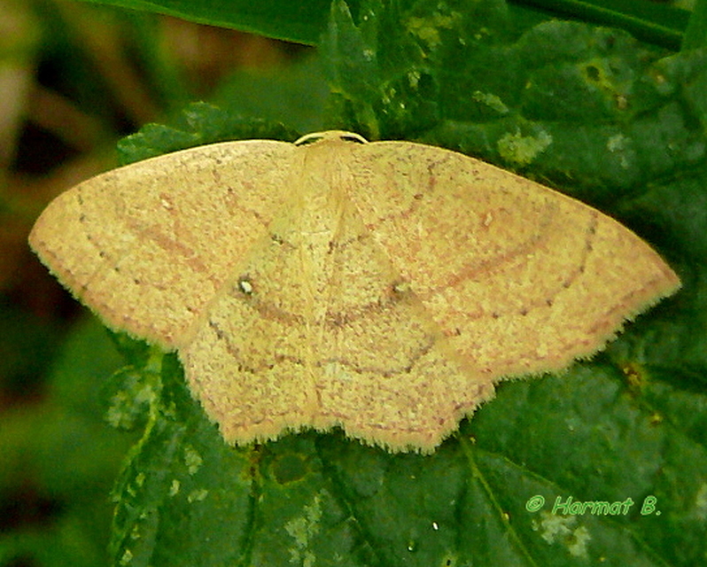 Cyclophora linearia - vonalas pettyesaraszoló