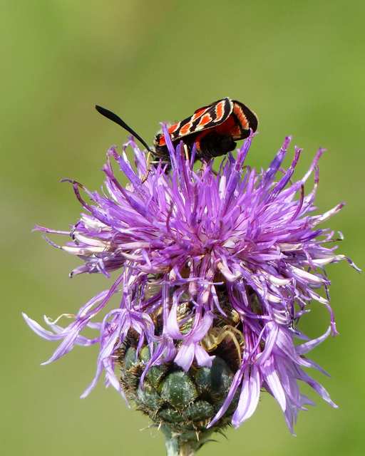 Zygaena carniolica - fehérgyűrűs csüngőlepke