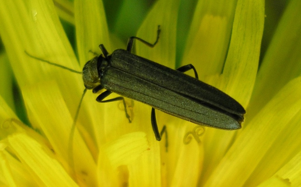 Oedemera