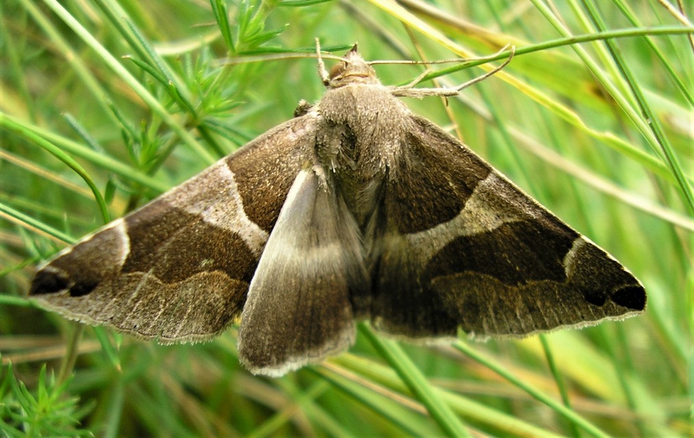 Dysgonia algira - déli porcelánbagoly