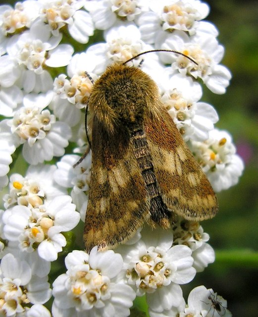 Schinia cardui - keserűgyökér-nappalibagoly