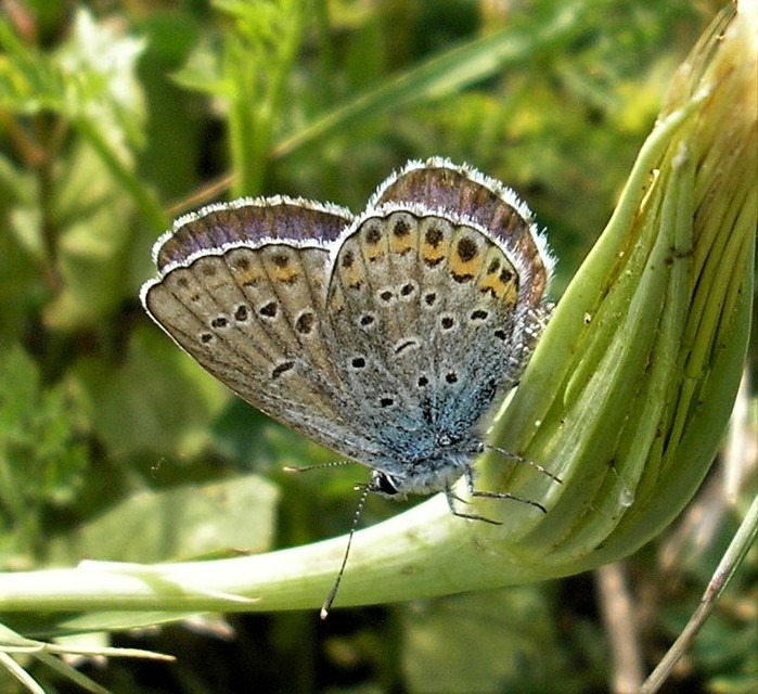 Plebejus argyrognomon - tintakék boglárka