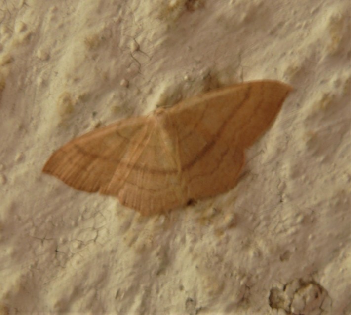 Cyclophora linearia - vonalas pettyesaraszoló