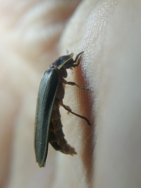 Lampyris noctiluca - nagy szentjánosbogár