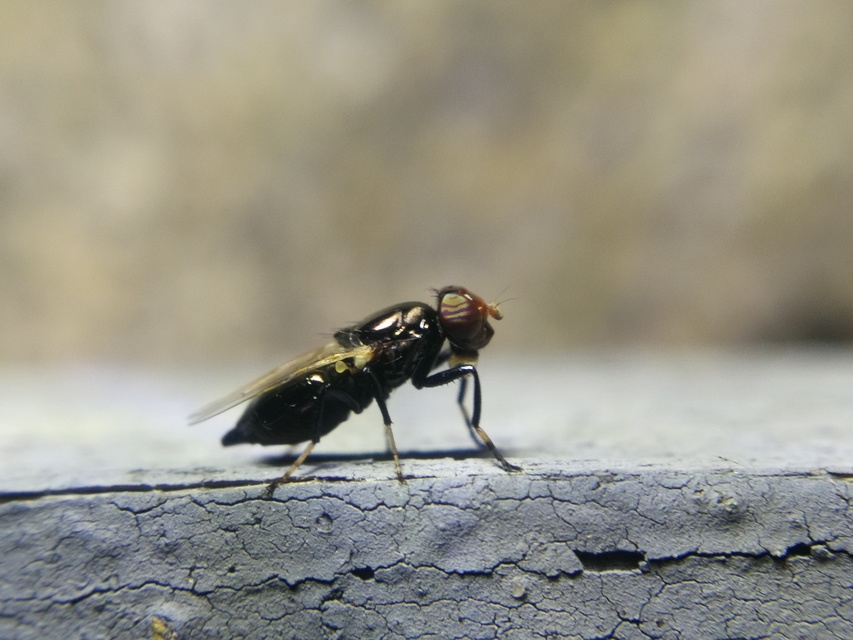 Physiphora alceae