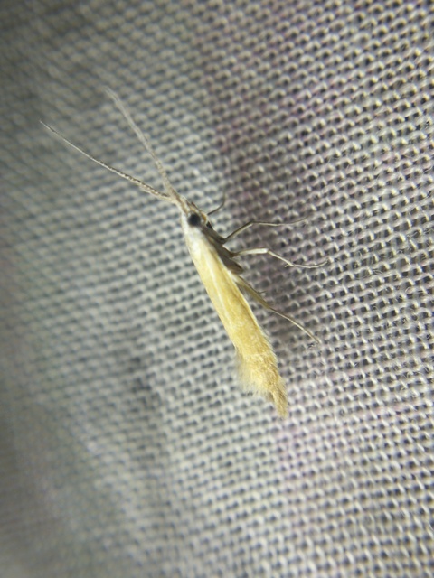 Coleophora
