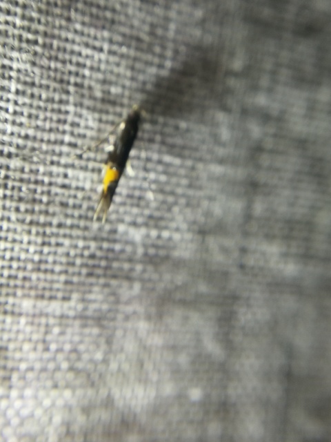 Cosmopterix