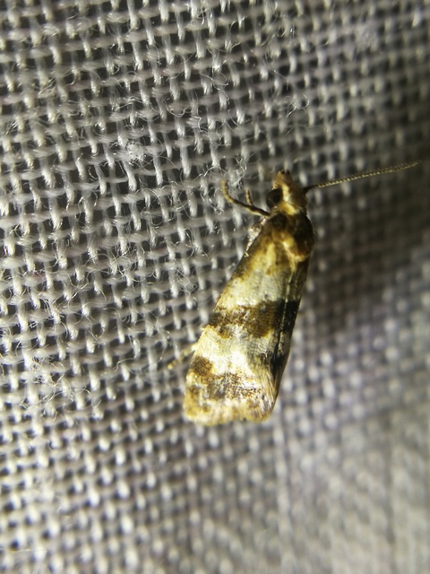 Phalonidia contractana - pipitér-fúrómoly