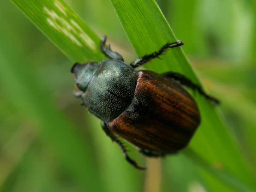 Anisoplia tempestiva - gabonaszipoly