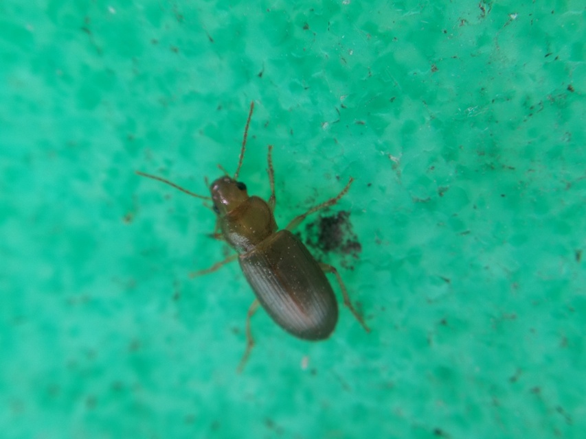 Ophonus rufibarbis - közönséges bársonyfutó