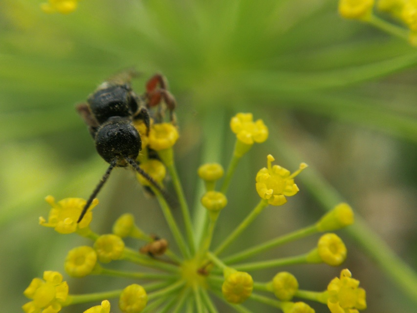 Tiphia femorata
