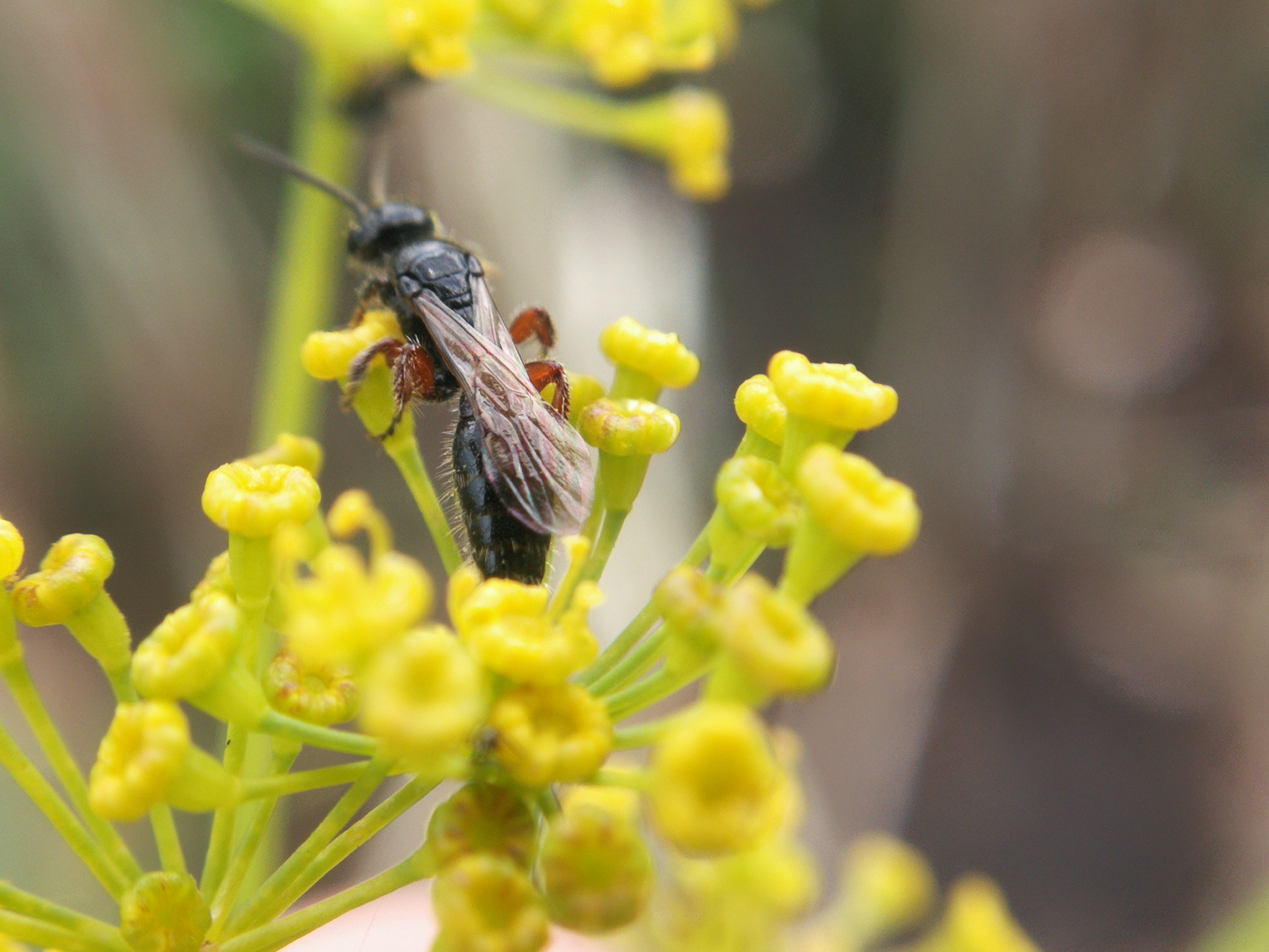 Tiphia femorata