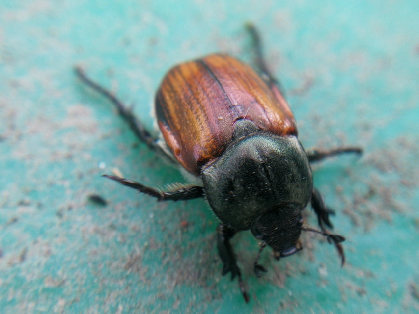 Anisoplia tempestiva - gabonaszipoly
