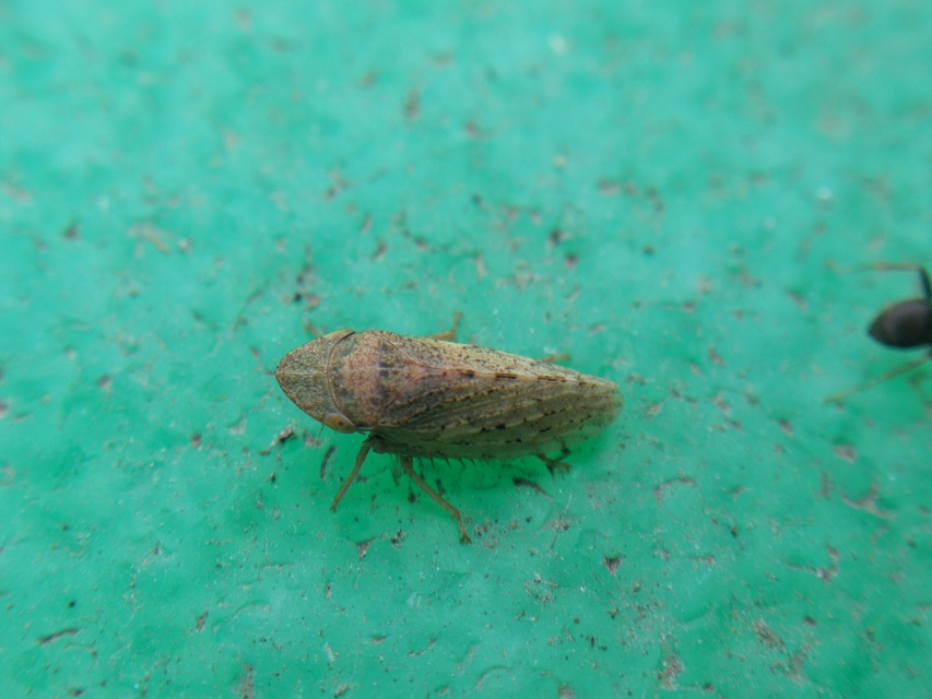 Aphrodes