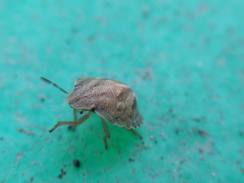 Eurygaster Eurygaster