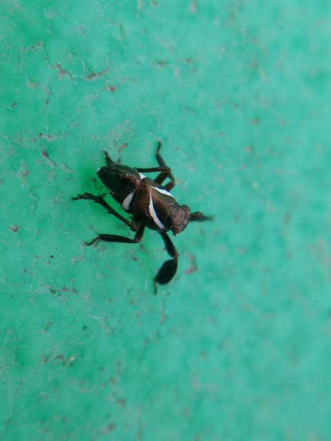 Caliscelis wallengreni
