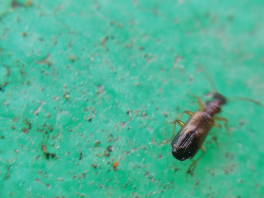 Paradromius linearis - karcsú kéregfutó