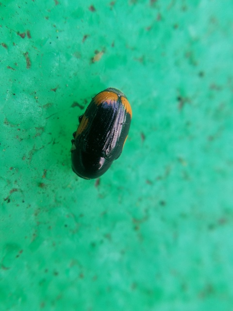 Cryptocephalus moraei - közönséges zömökbogár