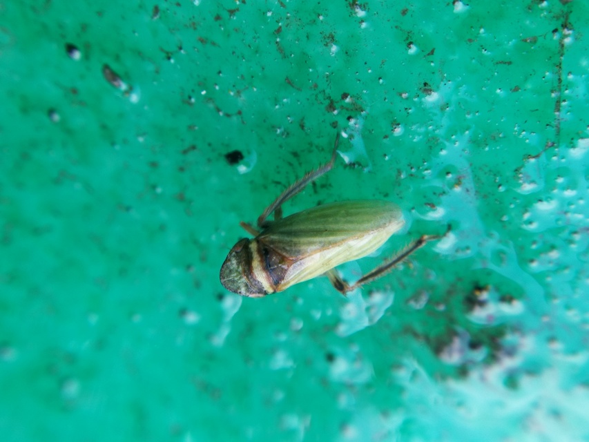 Aphrodes