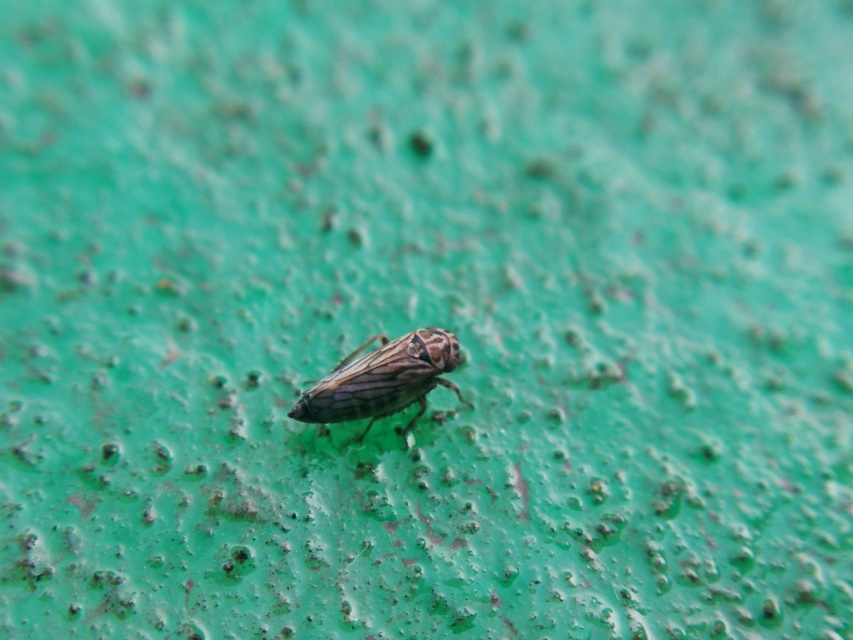 Anaceratagallia ribauti
