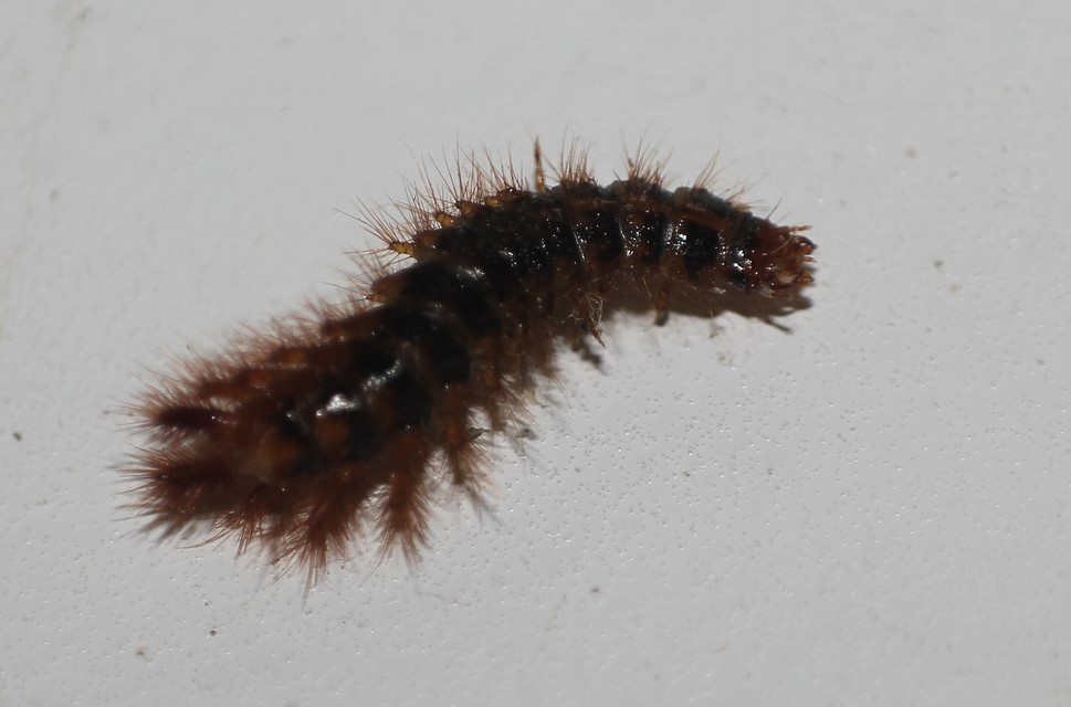 Drilus concolor - fekete csigabogár