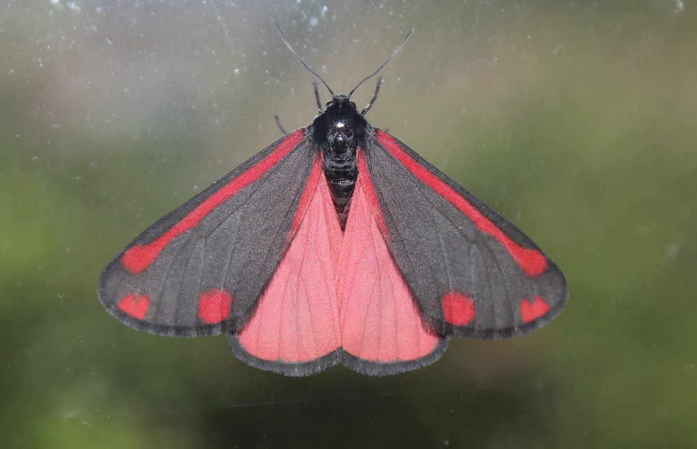 Tyria jacobaeae - jakabfű-medvelepke