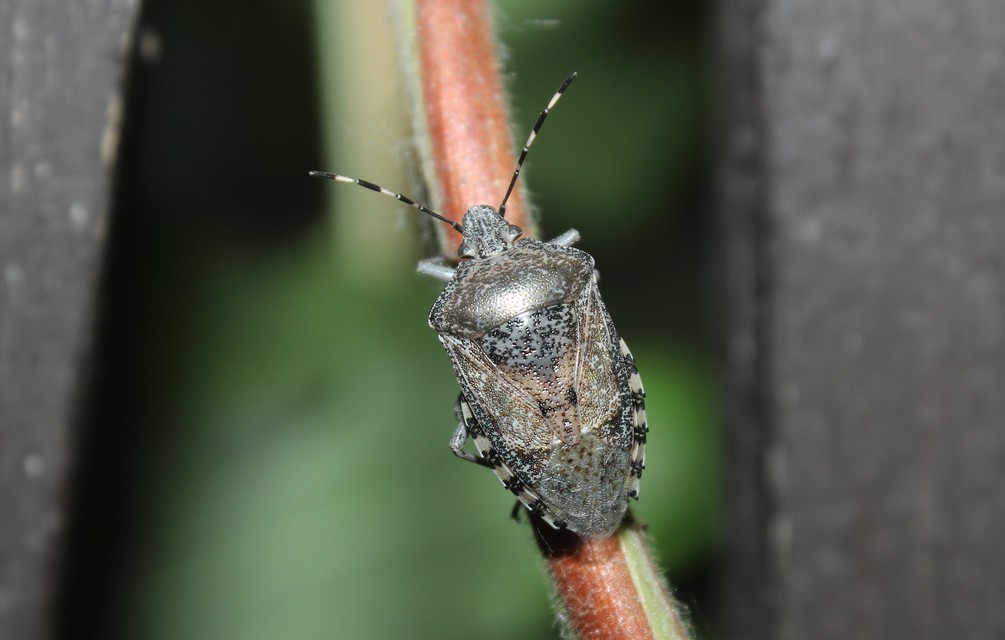Rhaphigaster nebulosa - bencepoloska