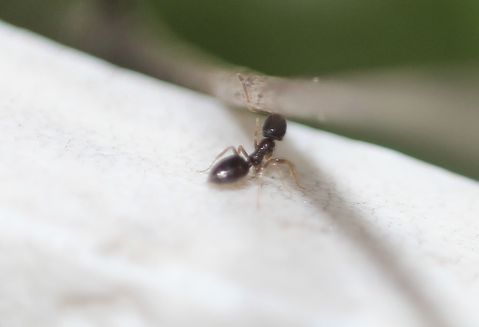 Plagiolepis