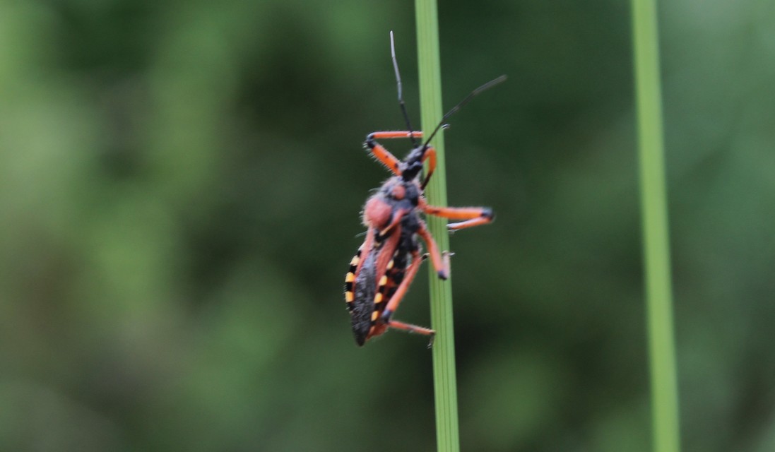 Rhynocoris iracundus - közönséges gyilkospoloska