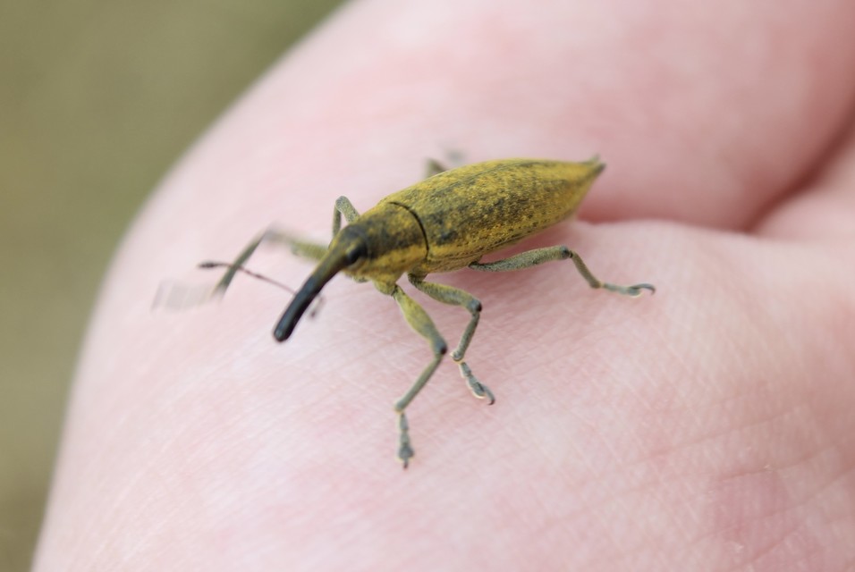 Lixus iridis - bürökfúró dudvabarkó